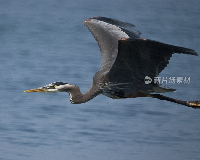 Blue Heron in Flight Over Water